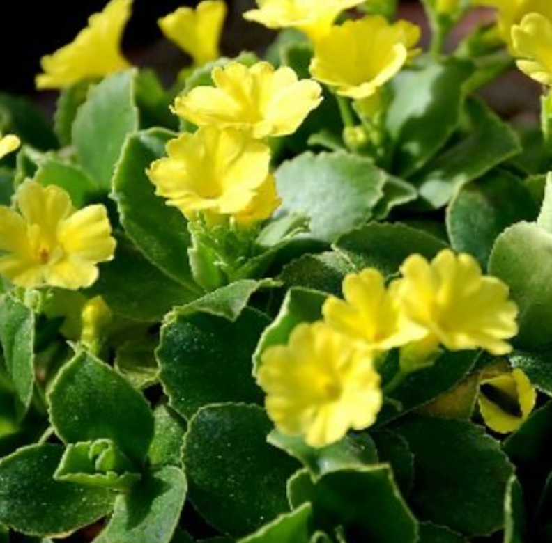 Primula auricula 'Blairside Yellow'