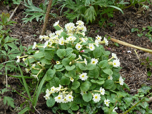 Primula  ‘Lady Greer’