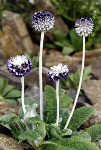 Primula capitata  'Salvana'