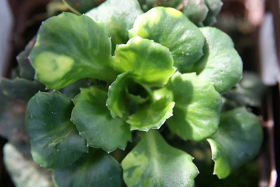 Saxifraga x urbium
