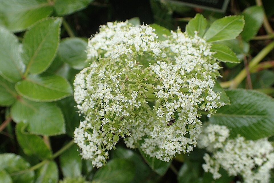 Scandia rosifolia