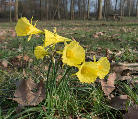 Narcissus bulbicodium