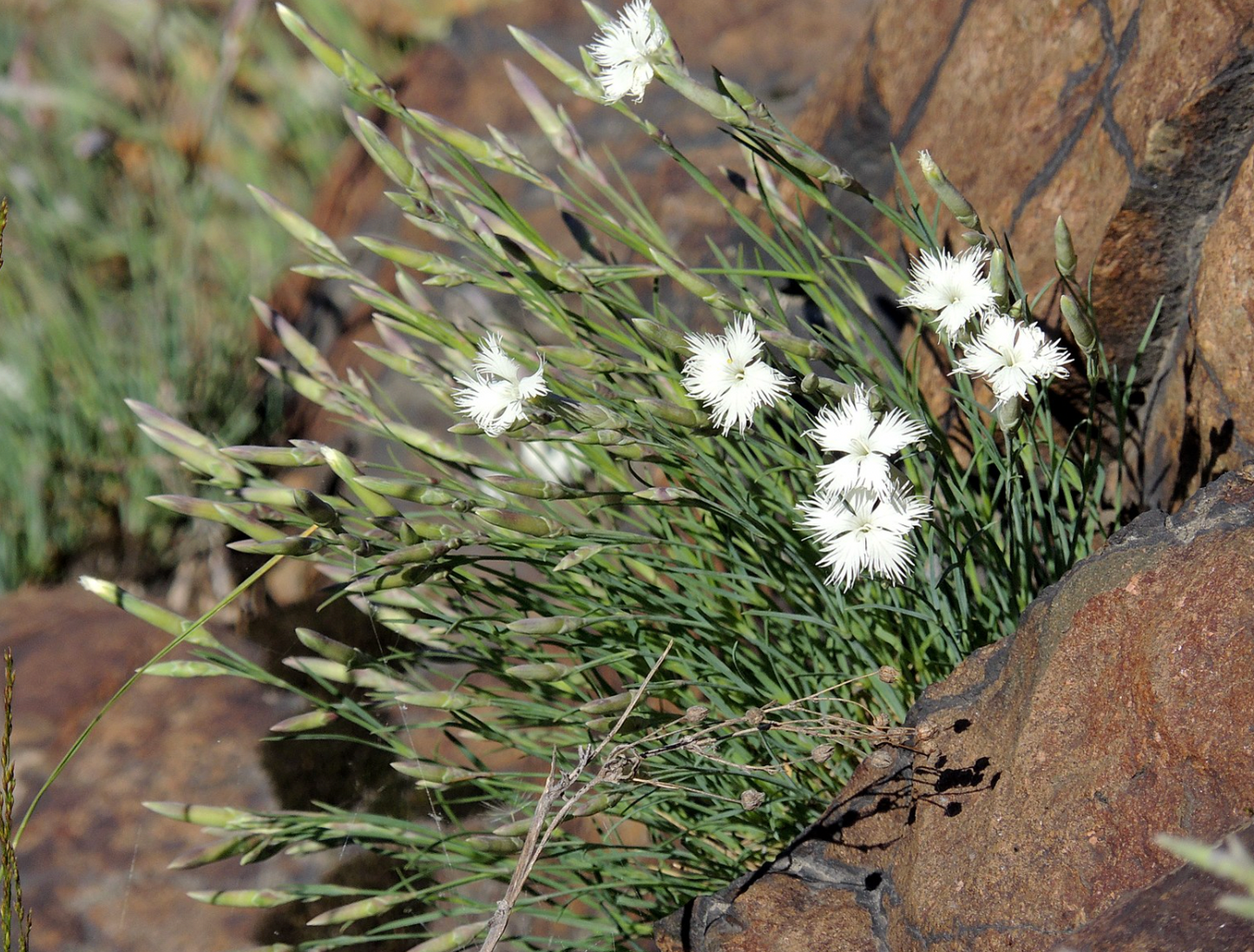 Dianthus acicularis