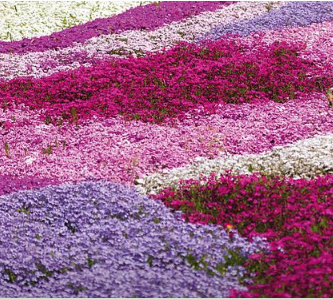 Phlox douglasii 'Red Admiral'