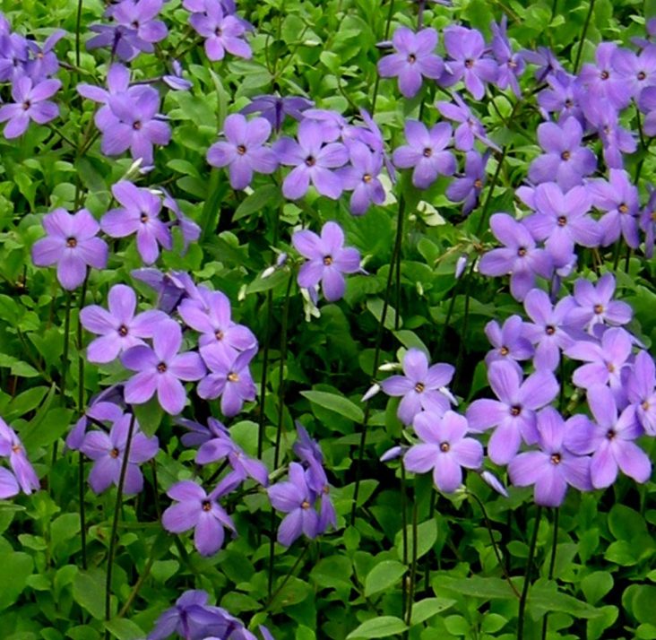 Phlox stolonifera 'Violet Vere'