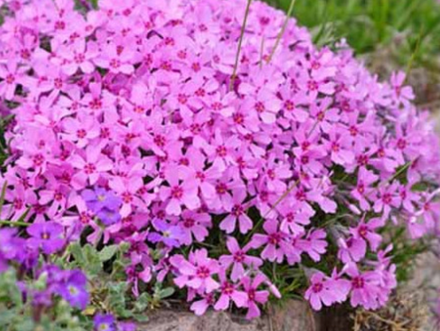 Phlox subulata, (moss phlox)