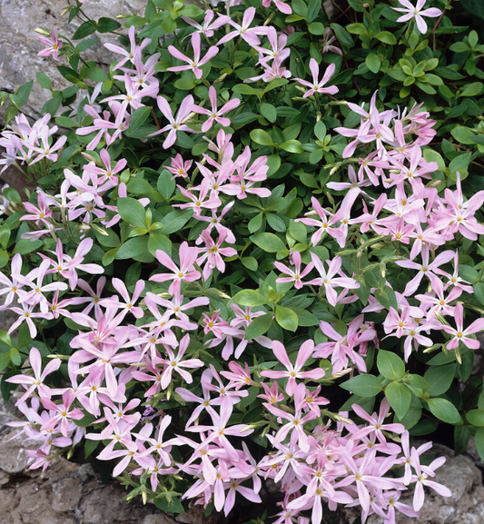 Phlox adsurgens 'Wagon Wheel'