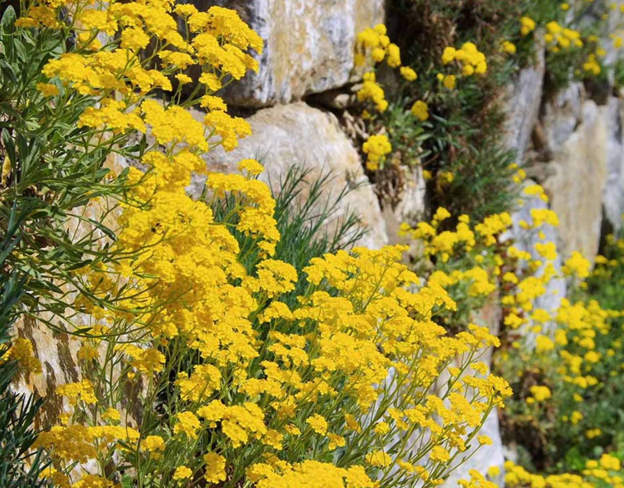 Alyssum saxatilis  'Dudley Neville' now Aurinia saxatilis