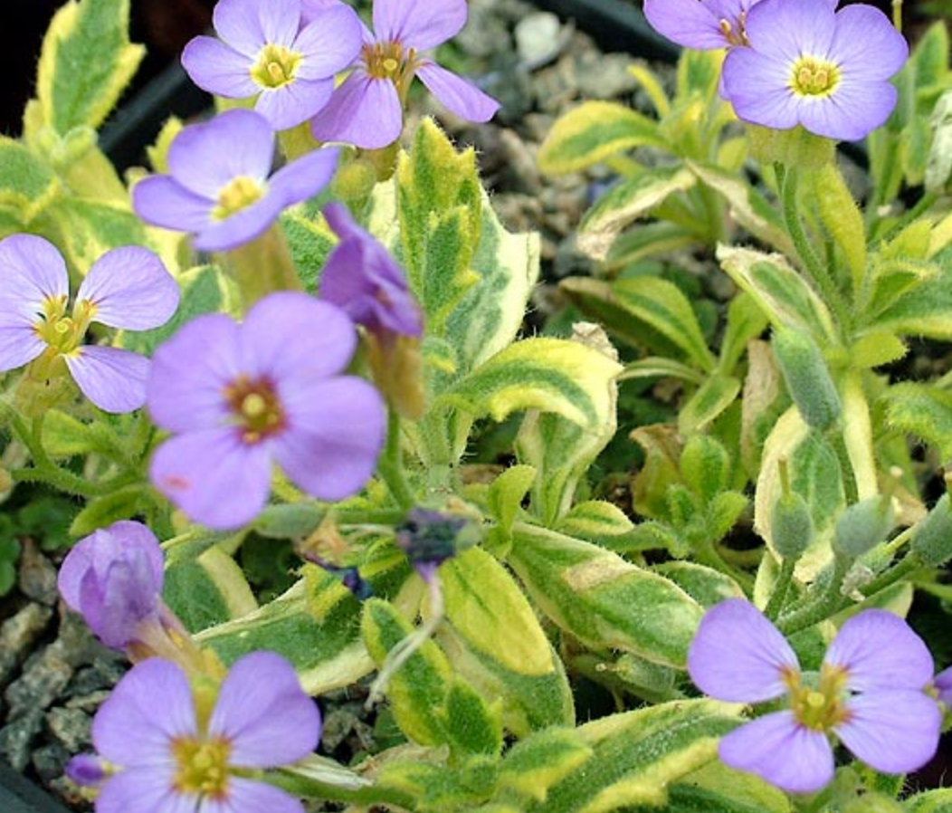 Aubrieta aureovariegata