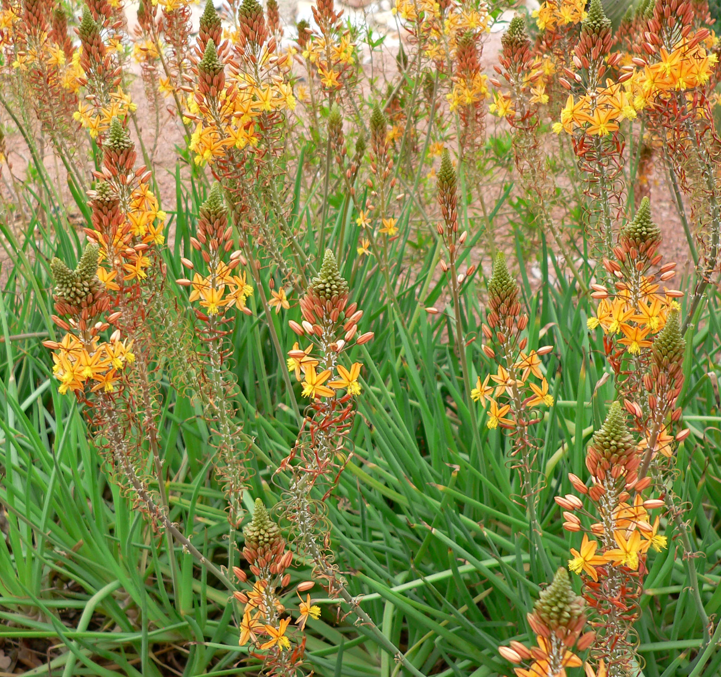 Bulbine frutescens