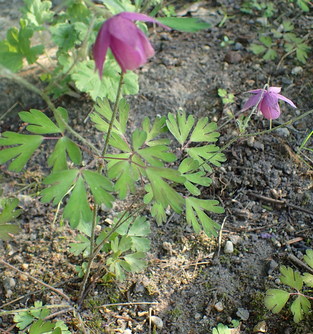 Semiaquilegia ecalcarata