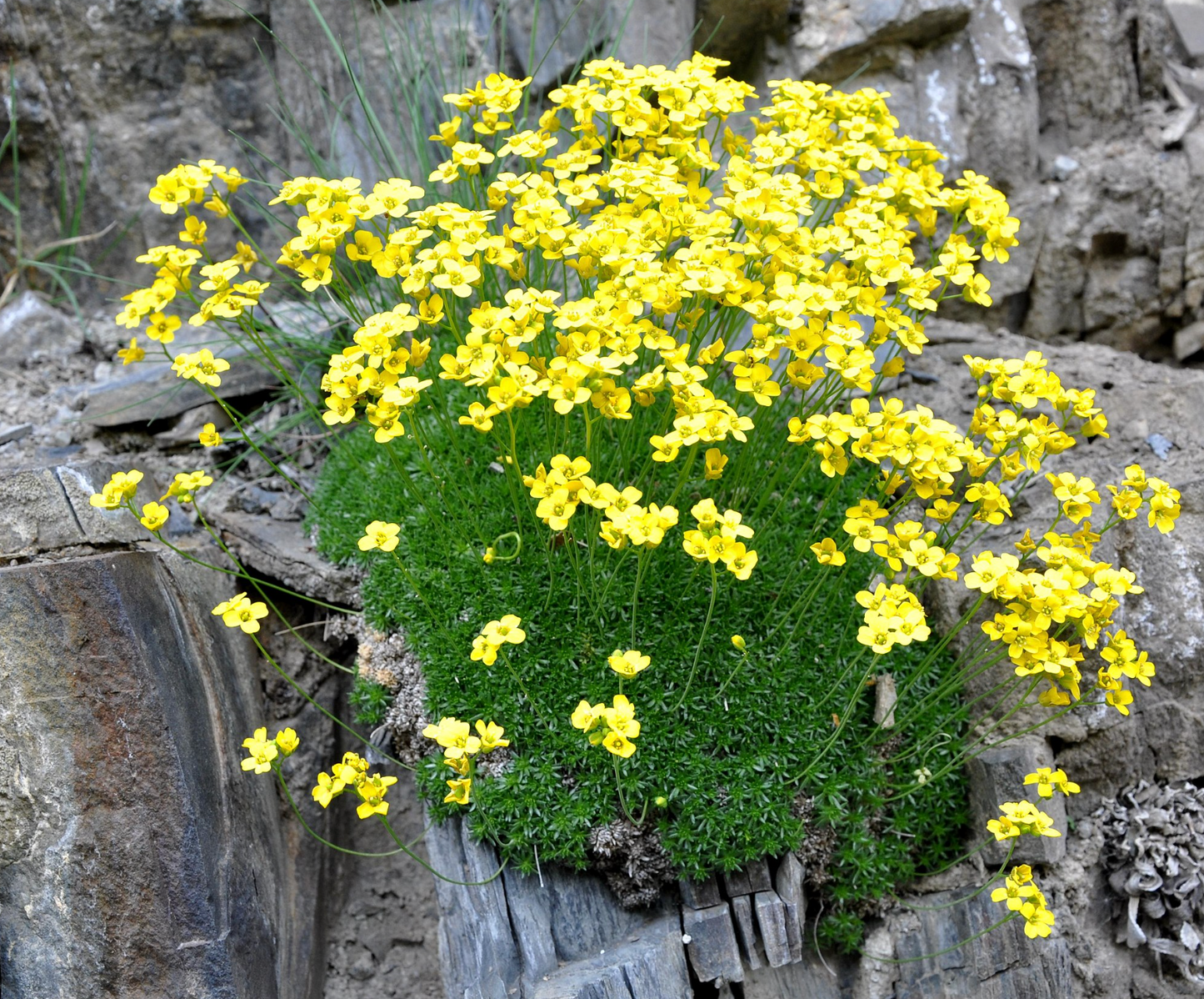 Draba brunifolia