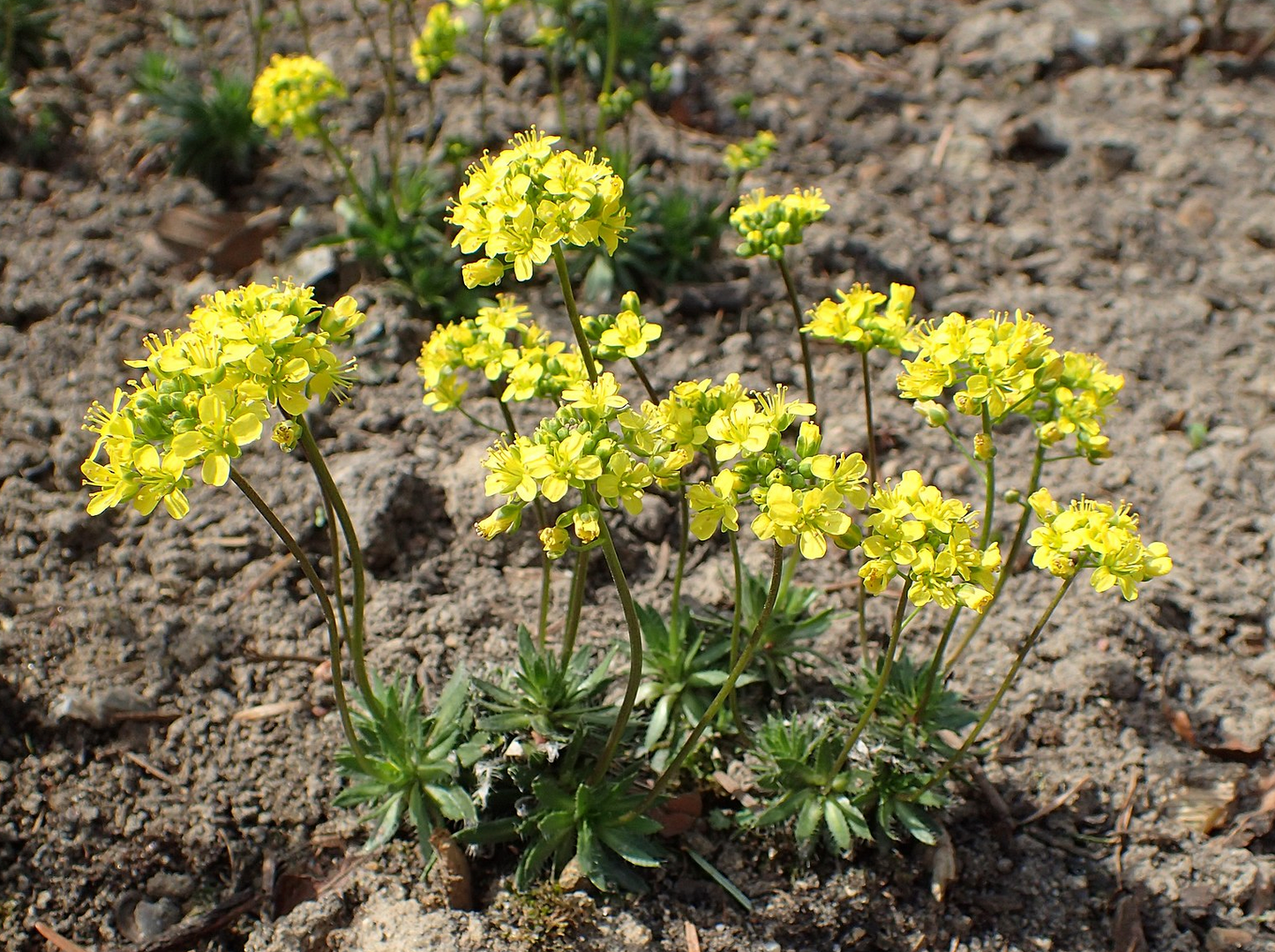 Draba lasiocarpa