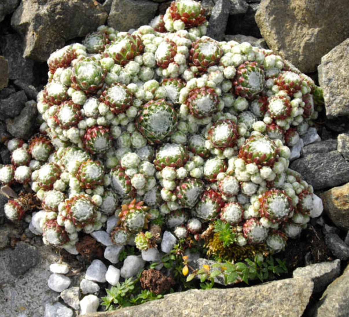 Sempervivum arachnoideum