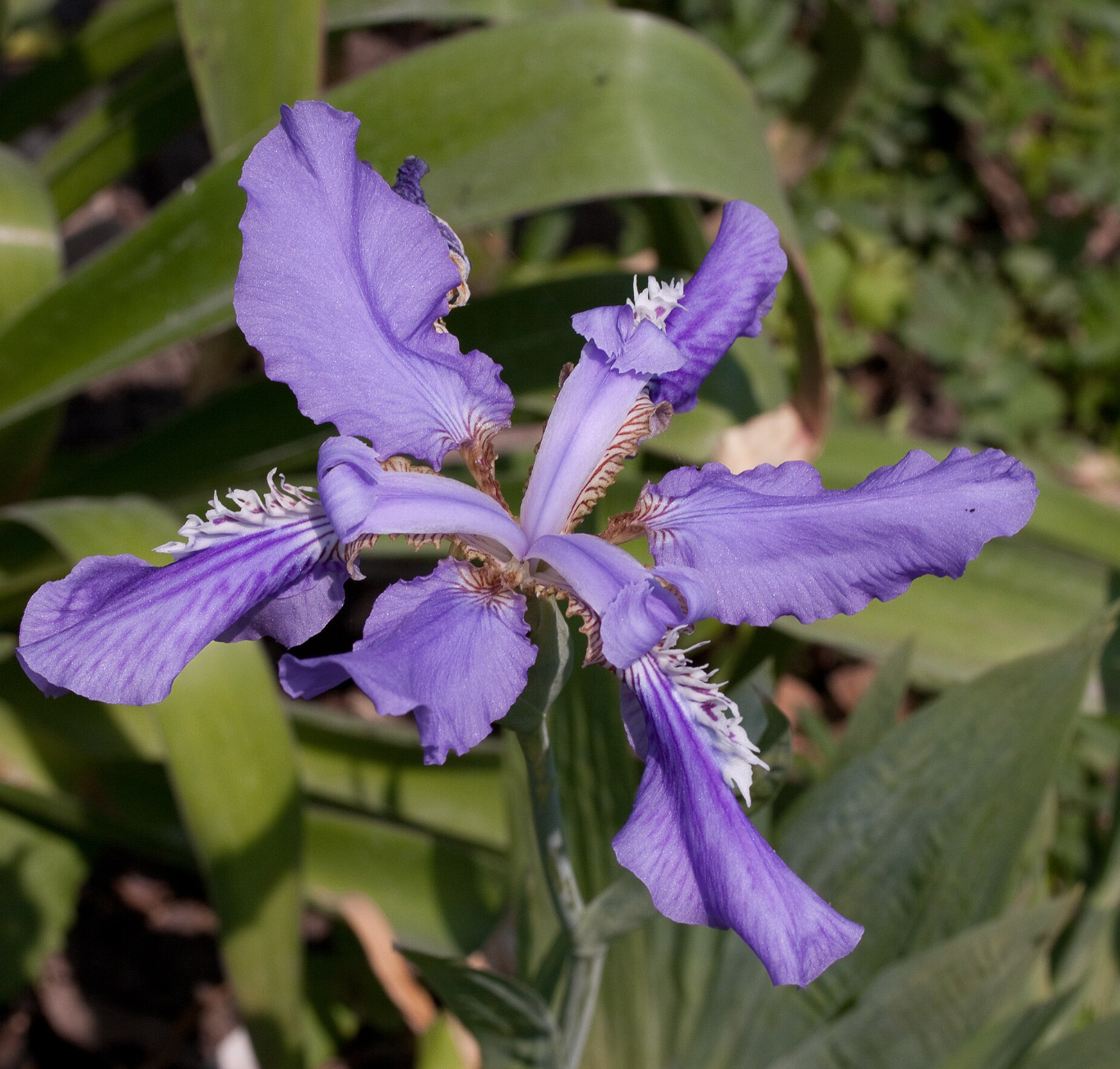 Iris milesii