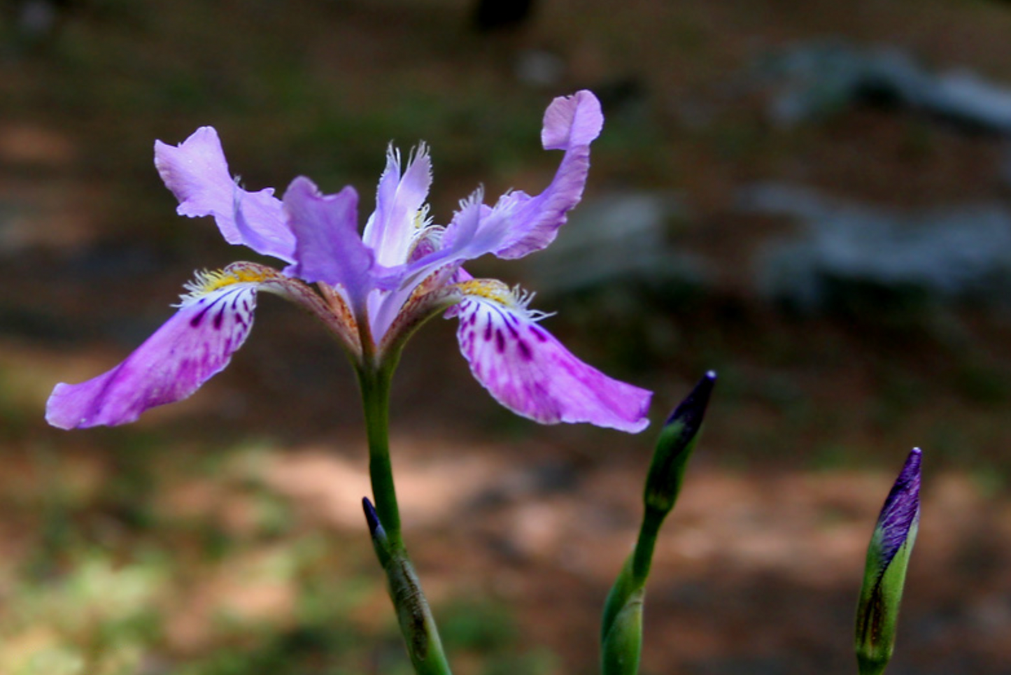 Iris milesii