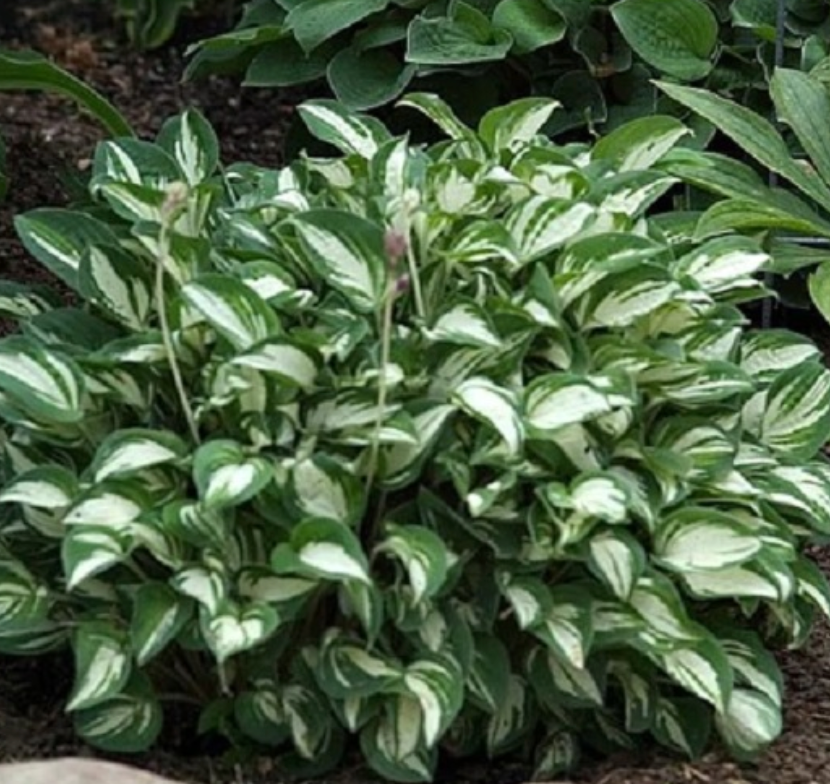 Hosta 'Pandora's Box'