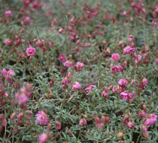 Helianthemum 'Annabel'