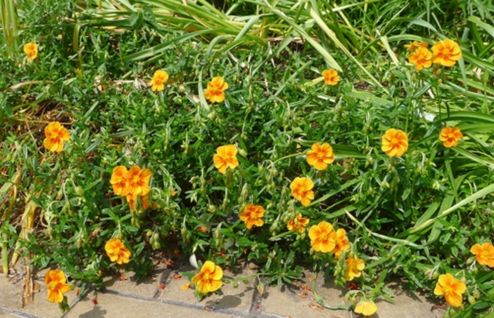 Helianthemum 'Ben Affleck'