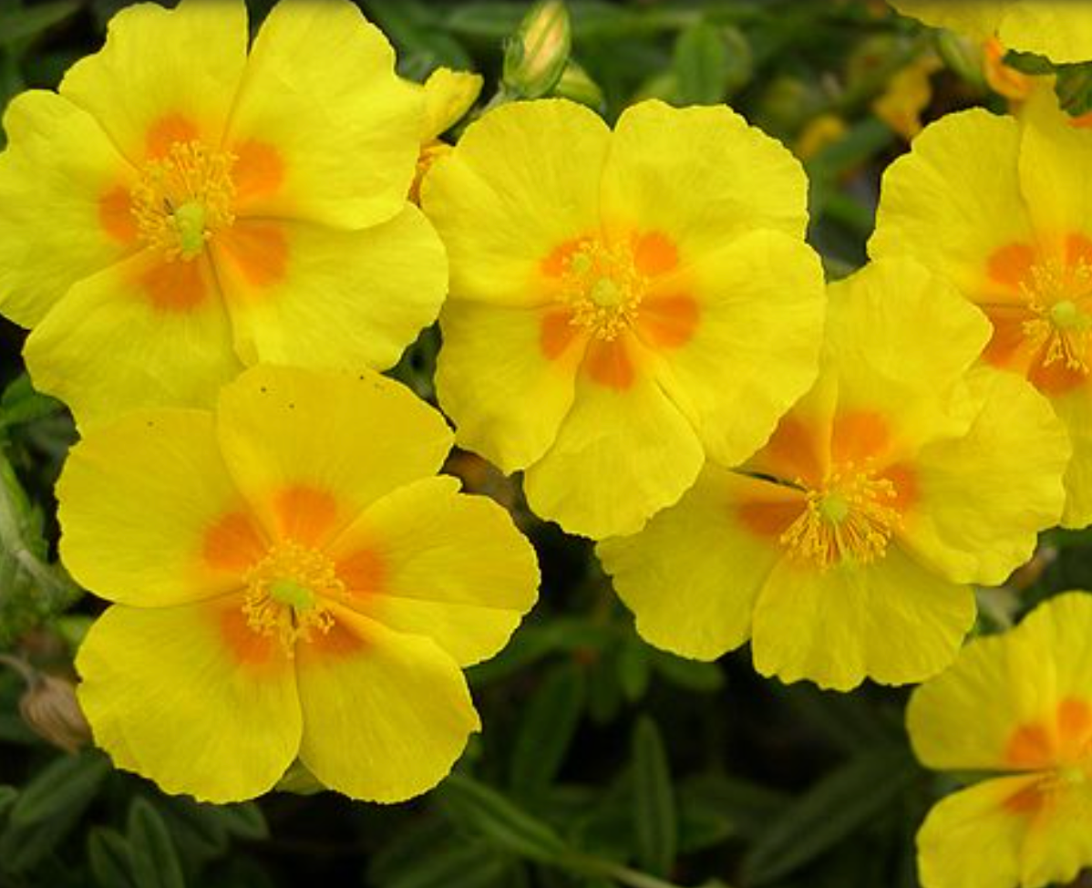 Helianthemum 'Ben Fhada'