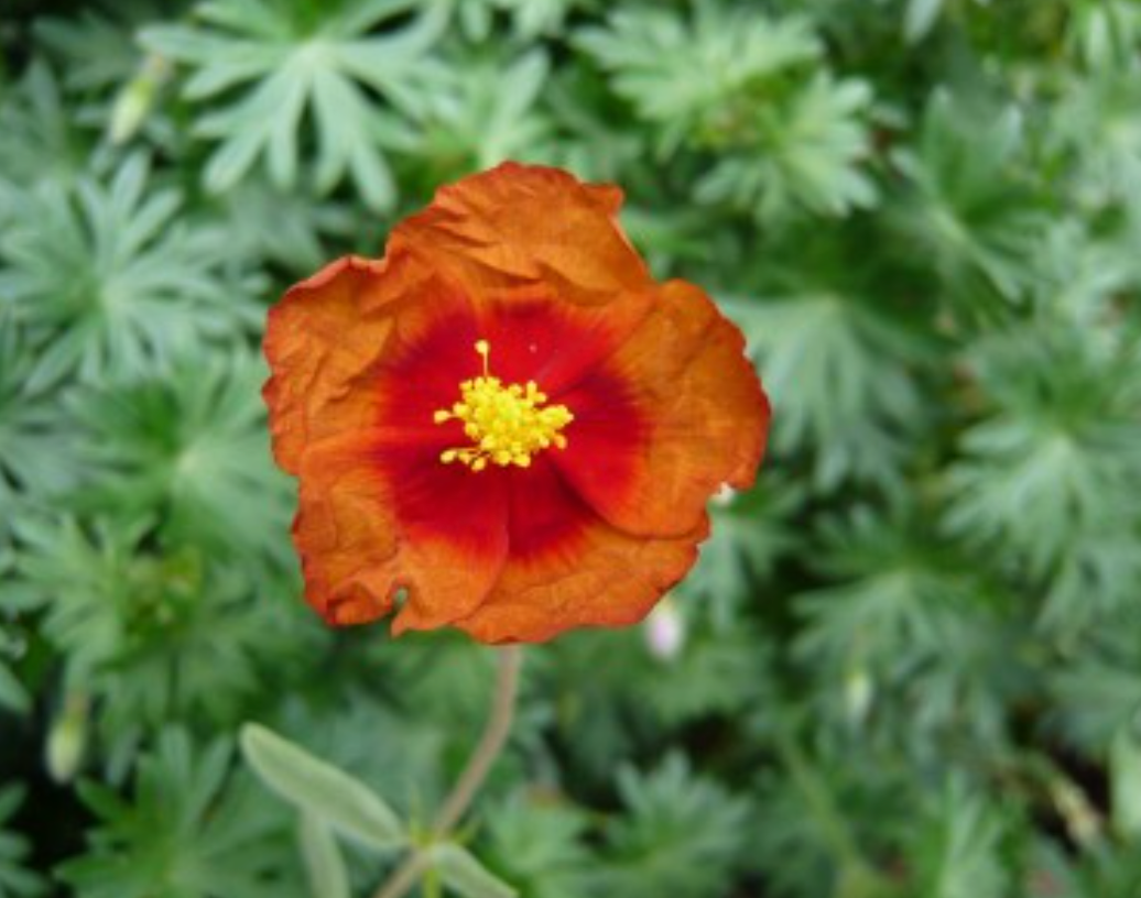 Helianthemum 'Chocolate Blotch'