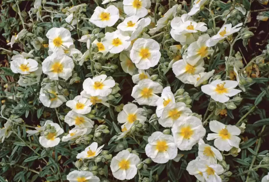 Helianthemum 'Cream Bouquet'