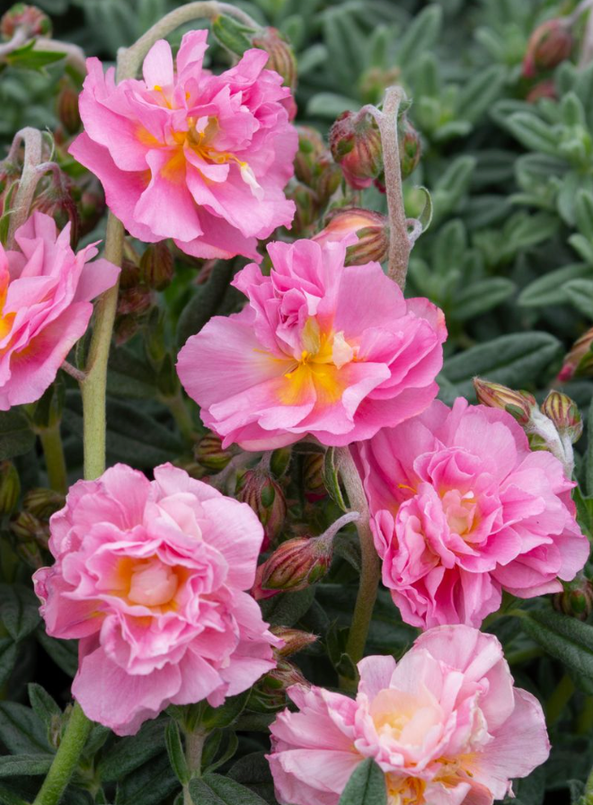 Helianthemum Double Deep Rose