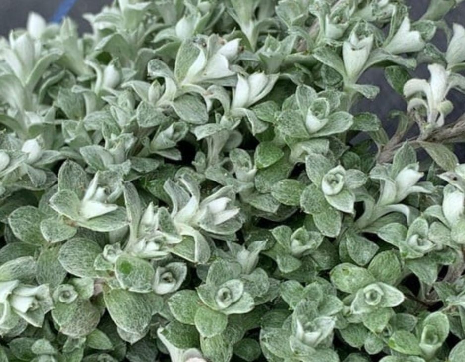 Helichrysum 'Graeme Paterson'