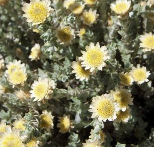 Helichrysum 'Graeme Paterson'