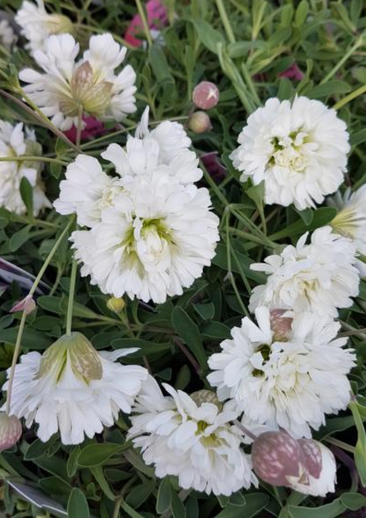 Silene uniflora 'Swan Lake'