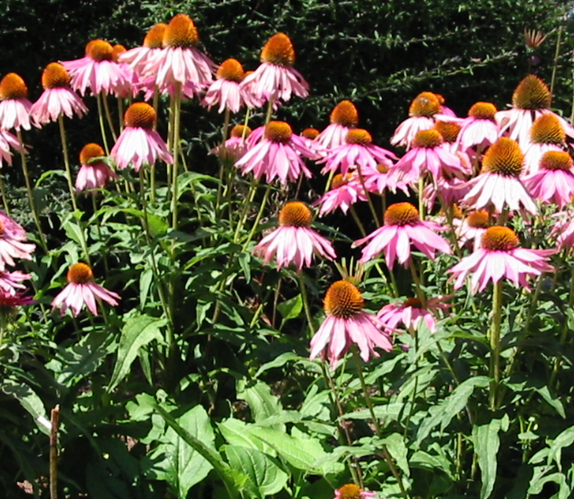 Echinacea purperea