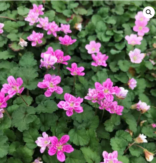 Erodium reichardii  ‘Flore Pleno’ double  pink