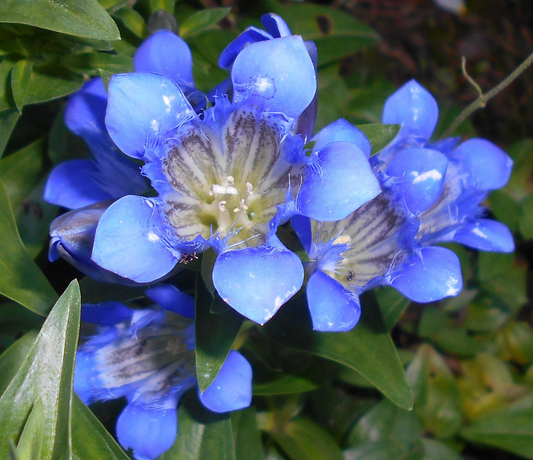 Gentiana septemfida