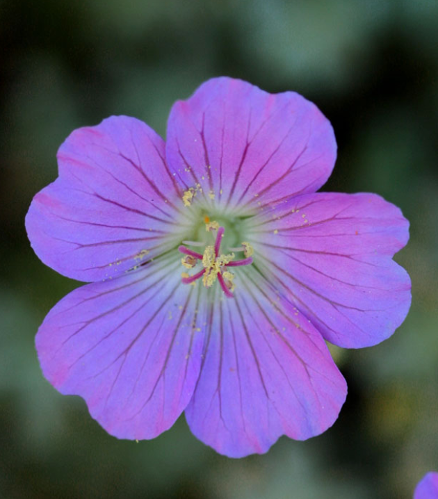 Geranium harveyii