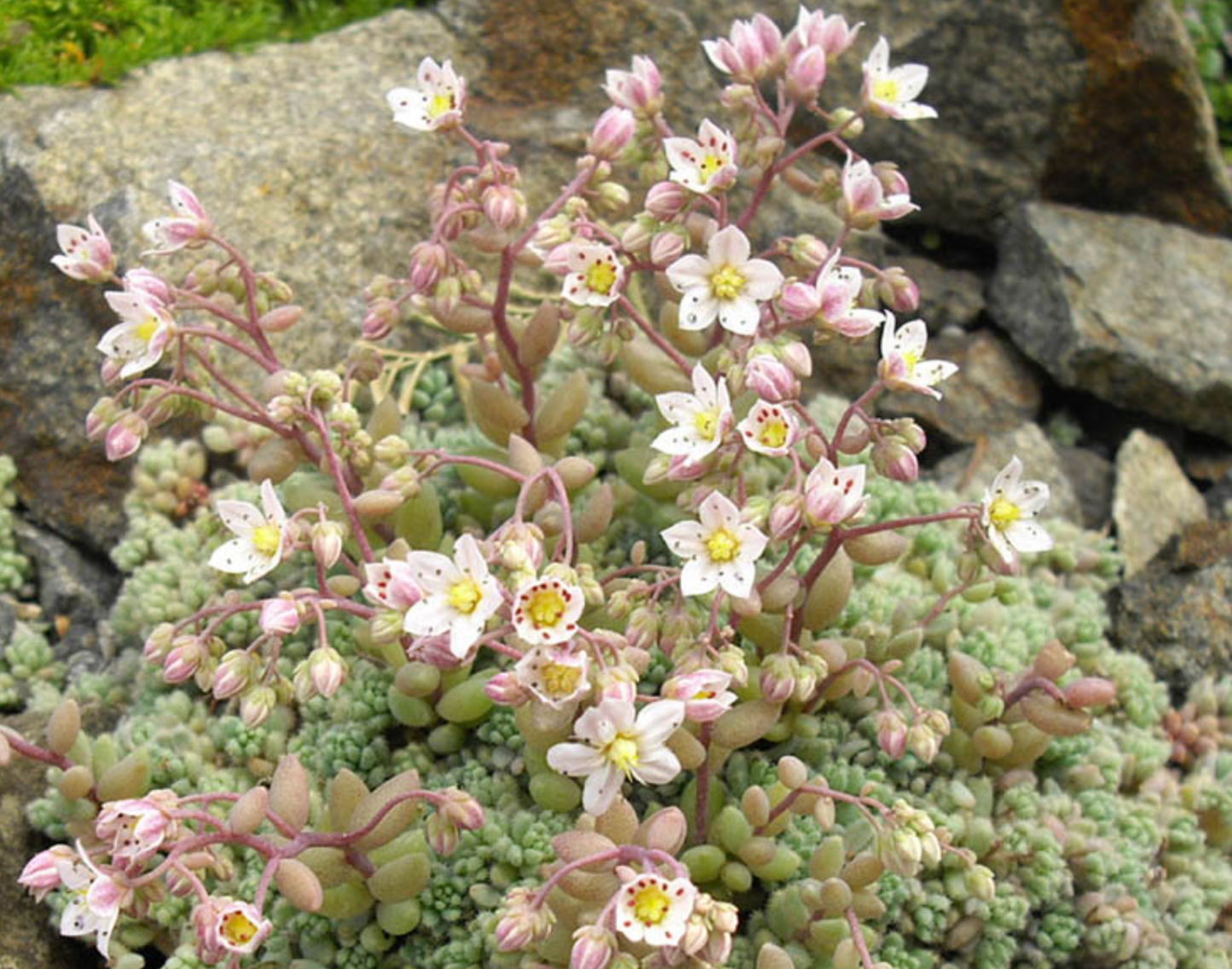 Sedum dasphyllum