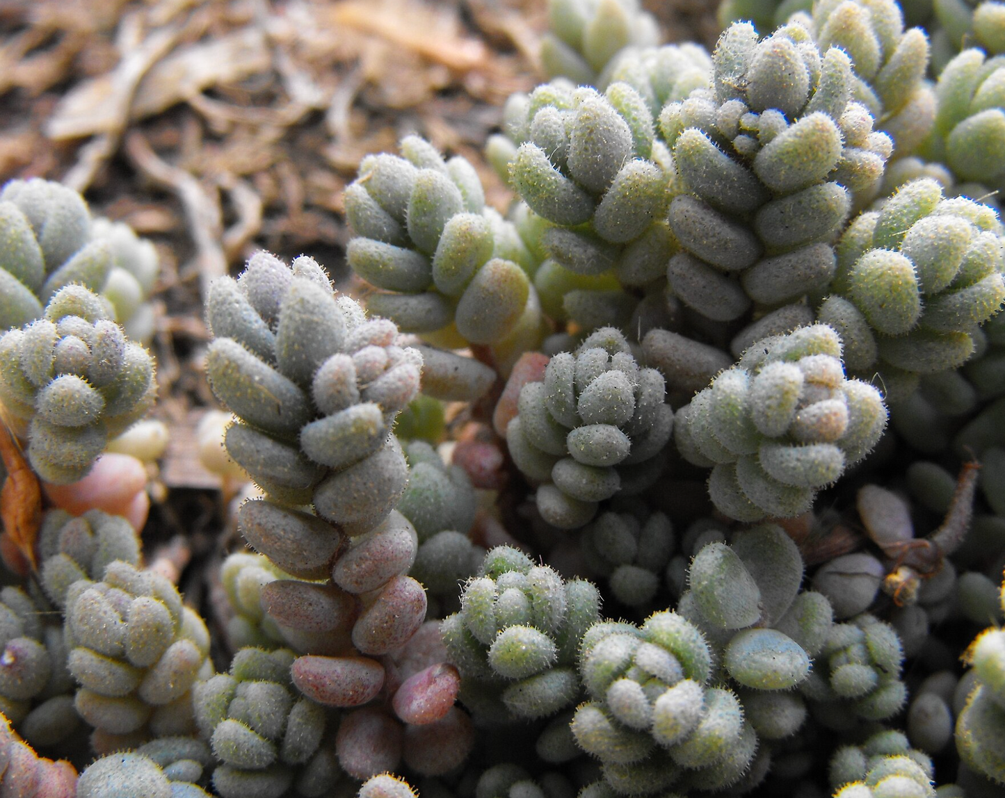 Sedum dasphyllum