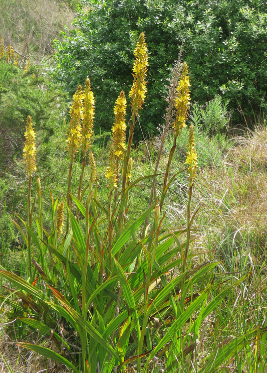 Wachendorfia thyrsiflora