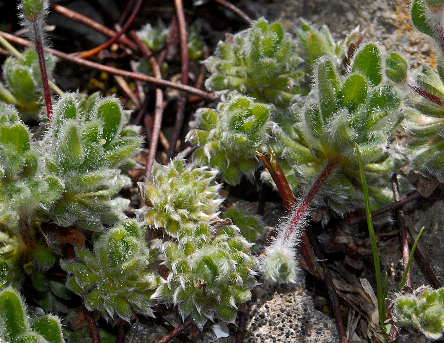 Androsace sarmentosa