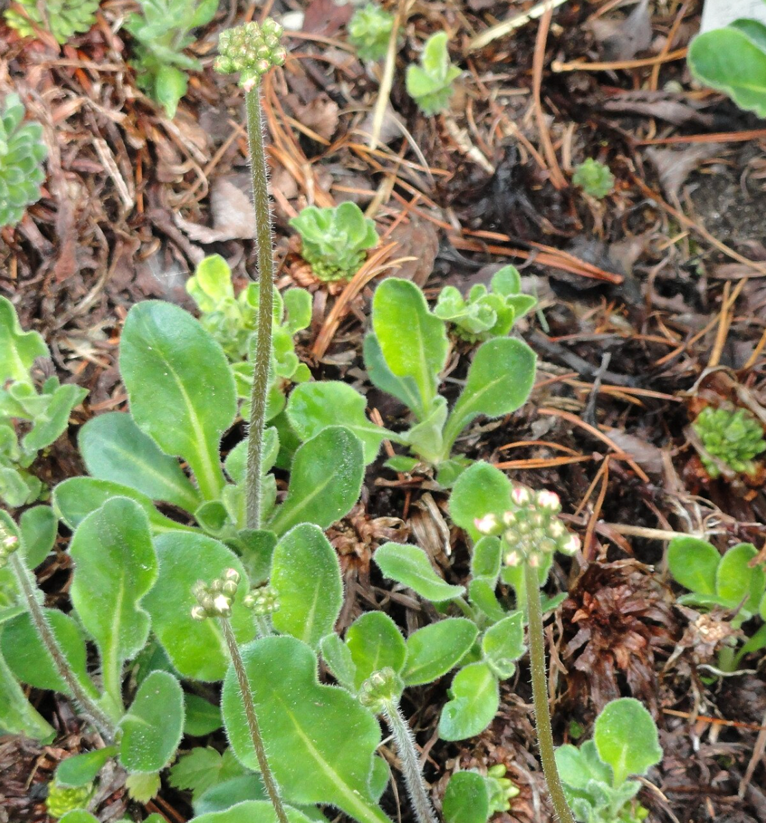 Androsace strigillosa