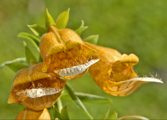 Digitalis laevigata