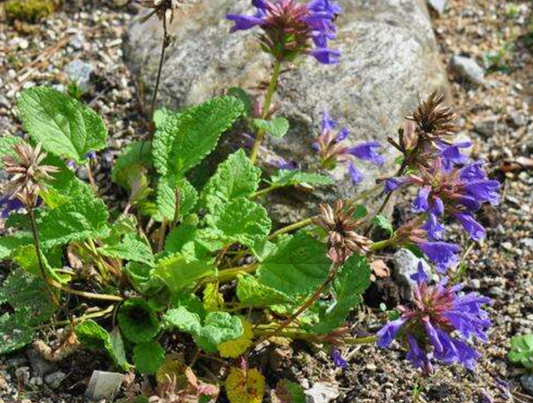 Dracocephalum grandiflorum