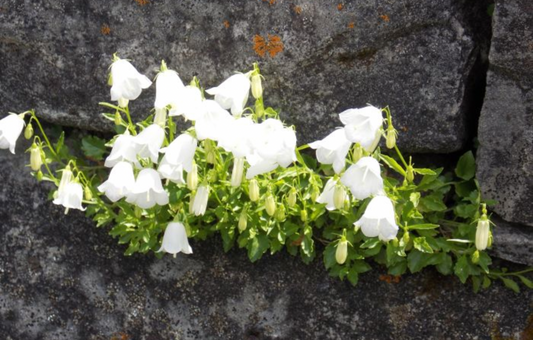 Campanula cochlearifolia alba