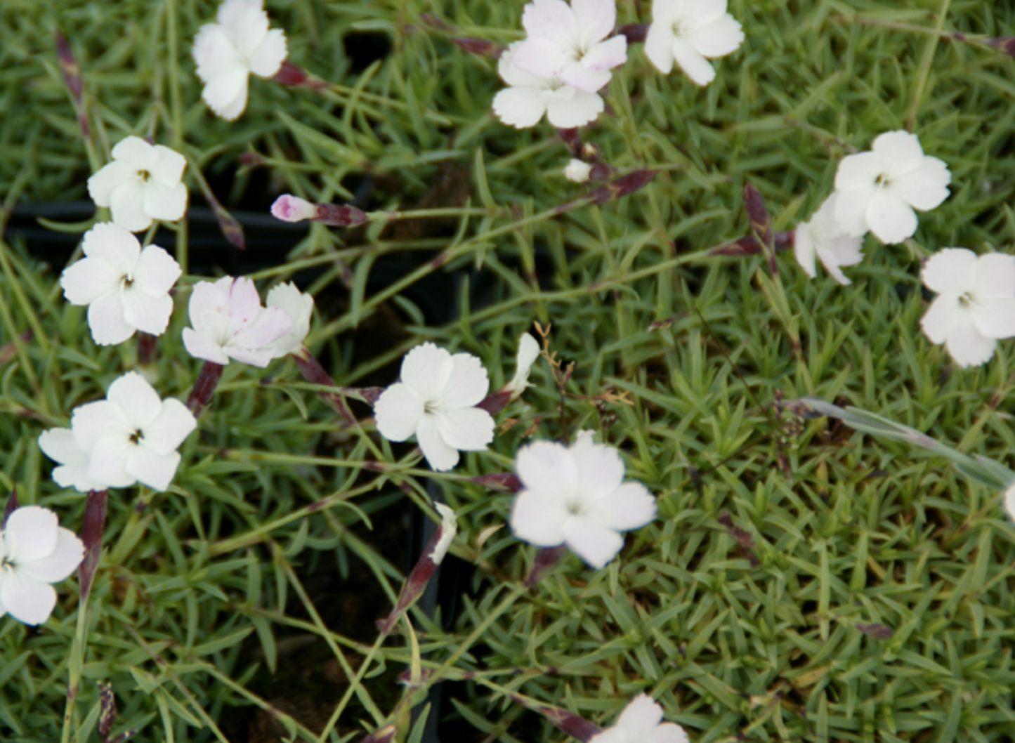 Dianthus "Nyewoods Cream"