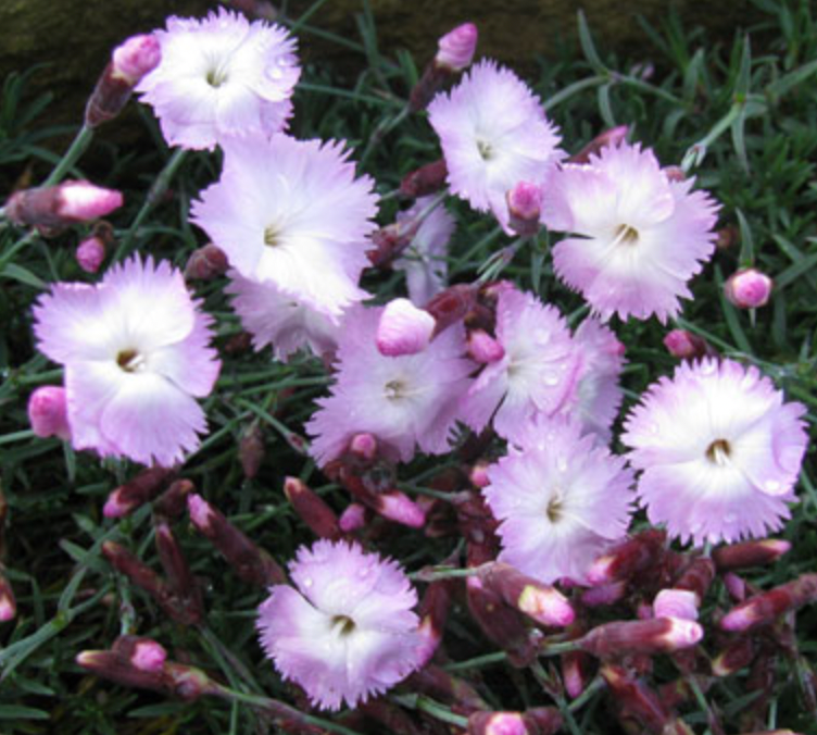 Dianthus Whatfield Wisp