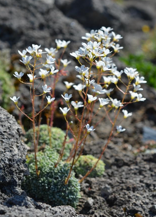 Saxifraga cochlearis minor