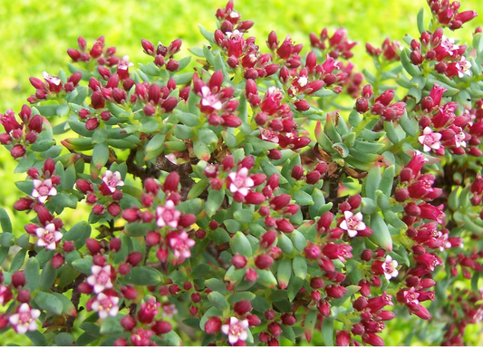 Crassula sarcocaulis