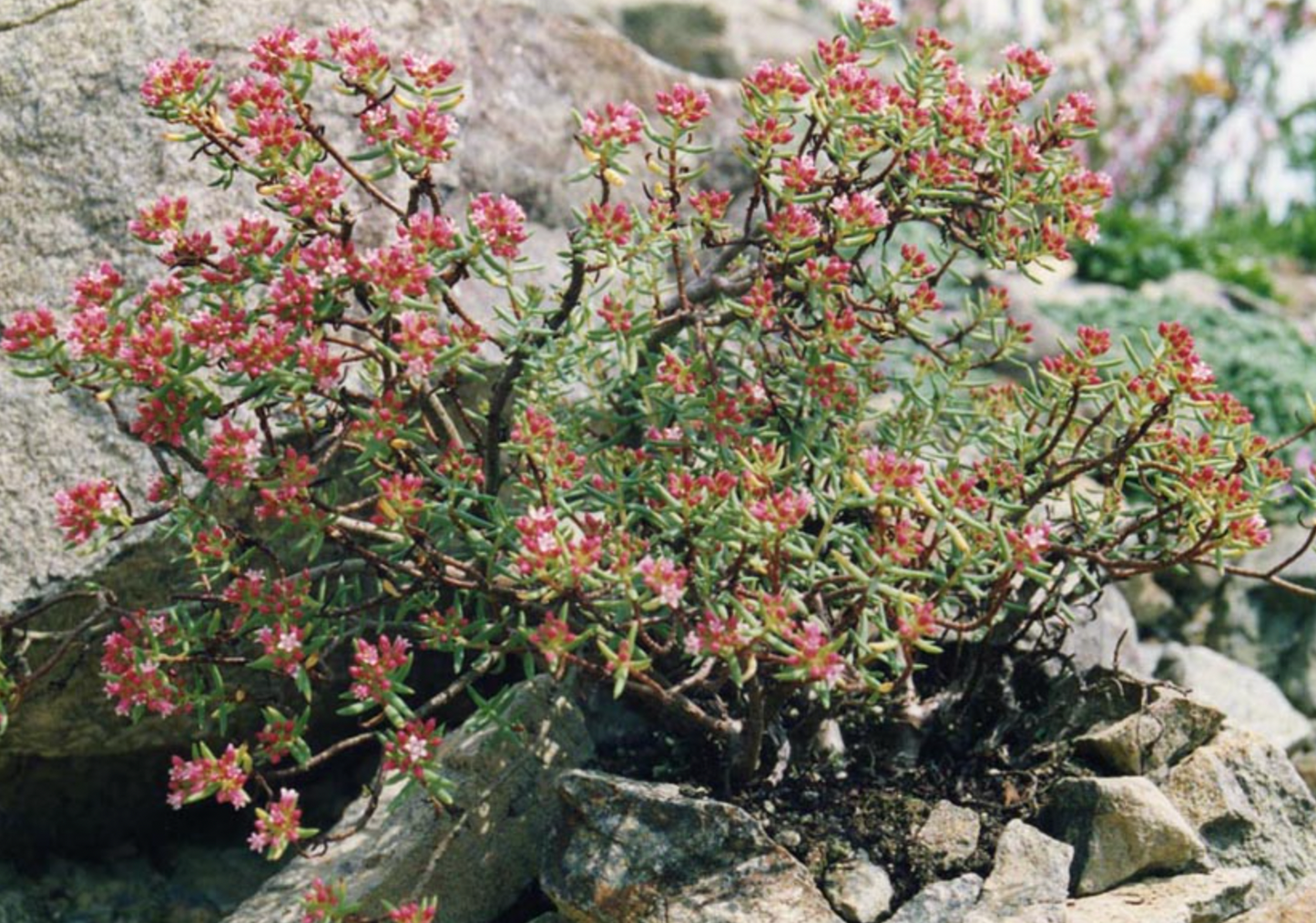 Crassula sarcocaulis