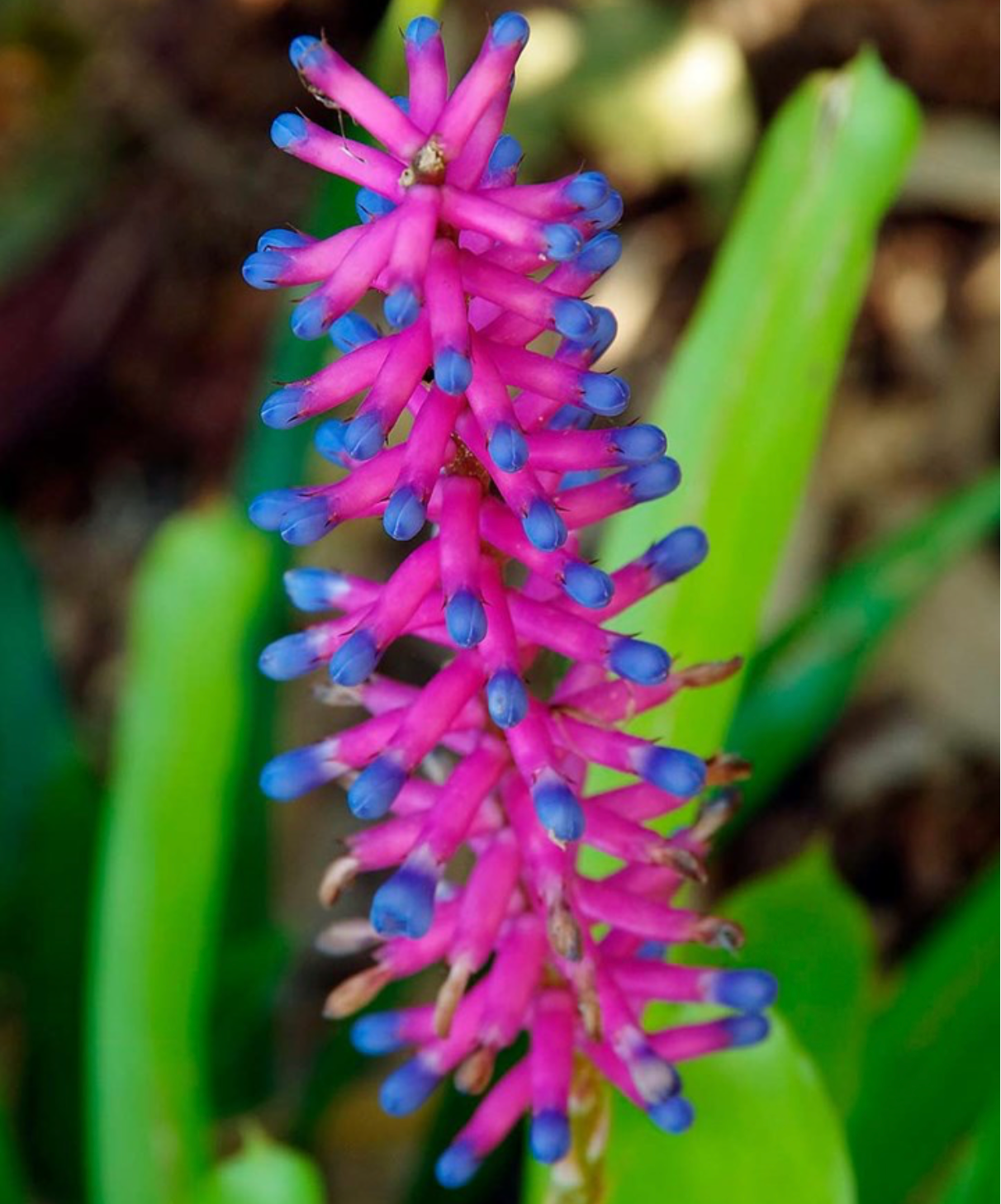 Aechmea gamosepala