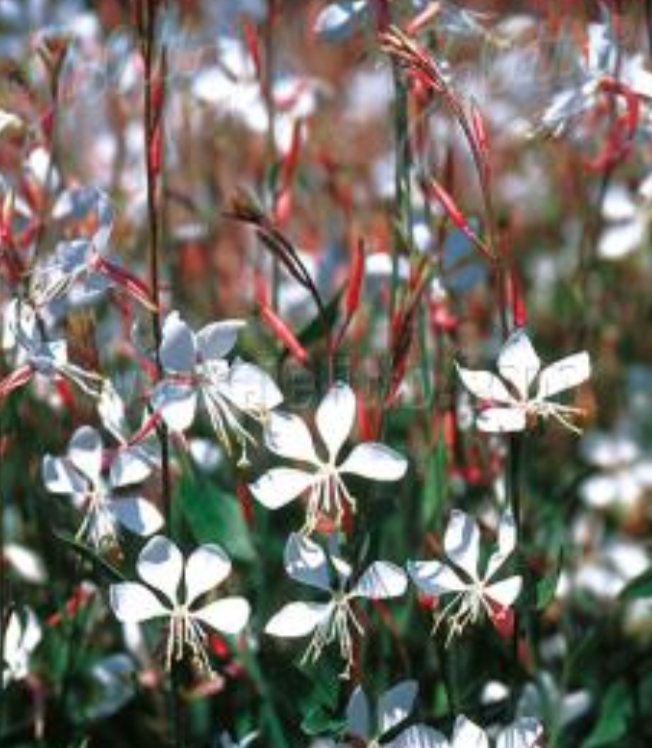 Gaura lindheimeri