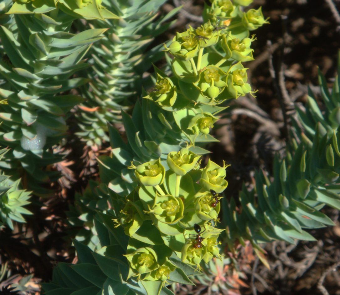 Euphorbia Pithyusa Ortelgarden euphorbia-pithyusa-ortelgarden